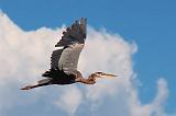 Heron In Flight_05229